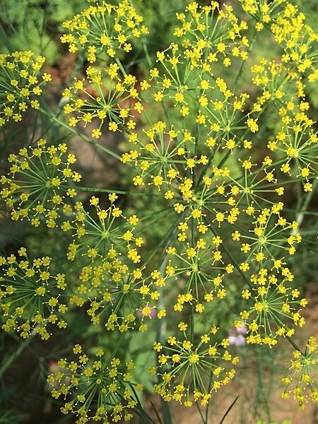 Image of Zizia aptera