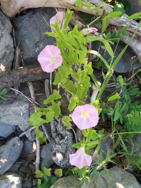Image of Calystegia sepium