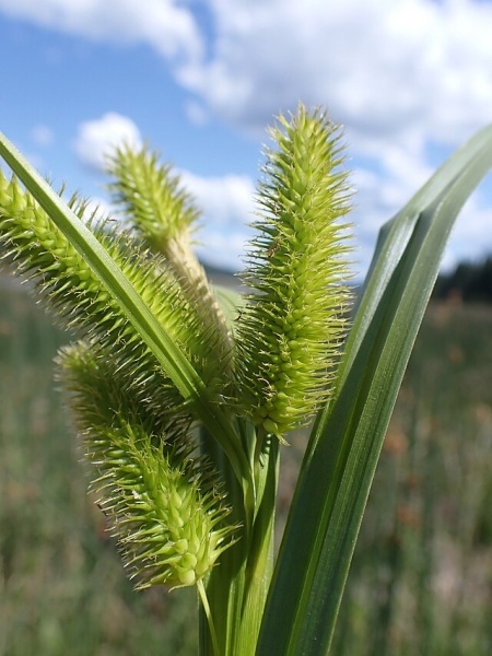 Image of Carex retrorsa