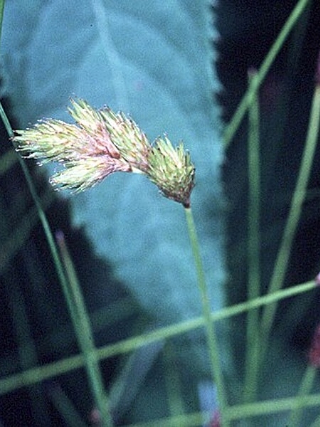 Image of Carex scoparia