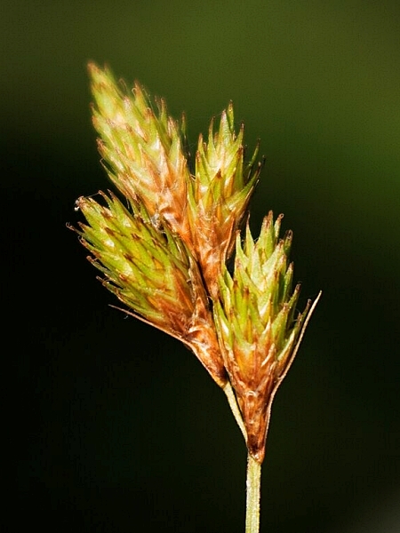 Image of Carex scoparia
