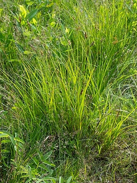 Image of Carex scoparia