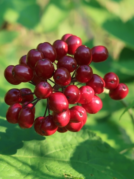 Image of Actaea rubra