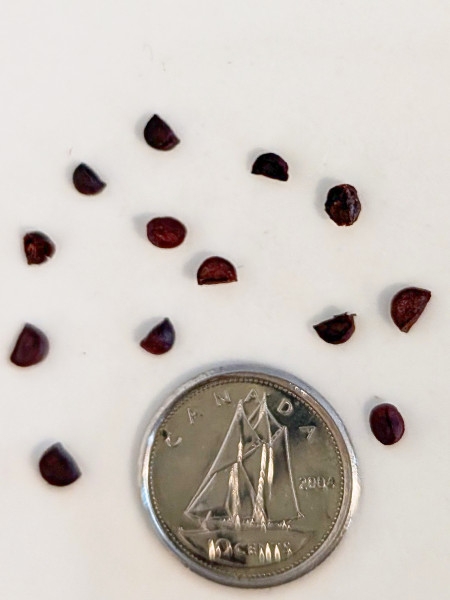 Image of Actaea rubra