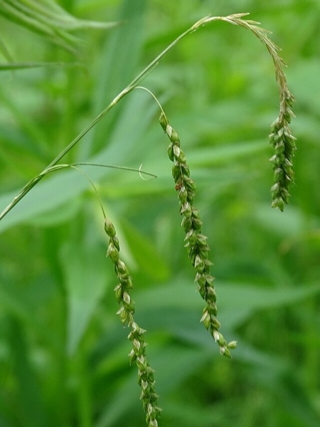 Image of Carex gracillima