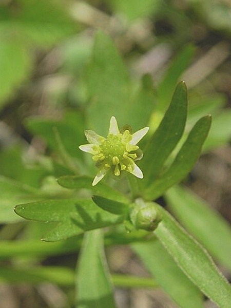Image of Ranunculus abortivus