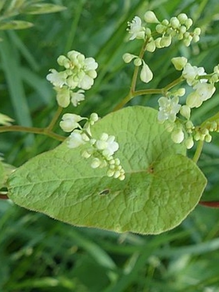 Image of Fallopia cilinodis