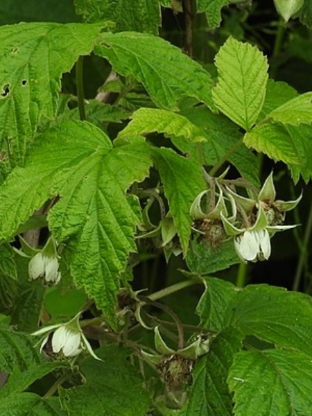 Image of Rubus idaeus var. strigosus