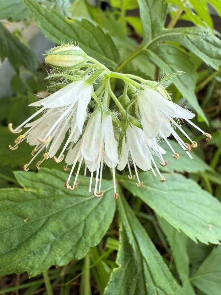 Image of Hydrophyllum virginianum