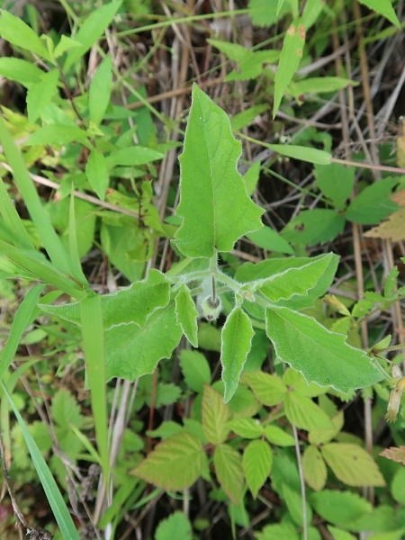Image of Physalis heterophylla