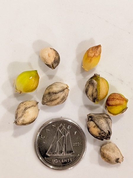 Image of Allium canadense