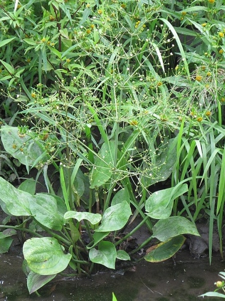 Image of Alisma triviale