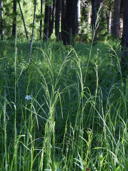 Image of Poa palustris