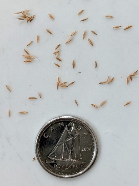Image of Poa palustris