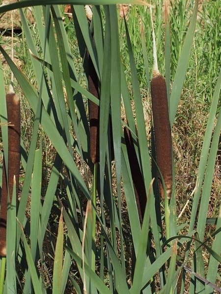 Image of Typha latifolia