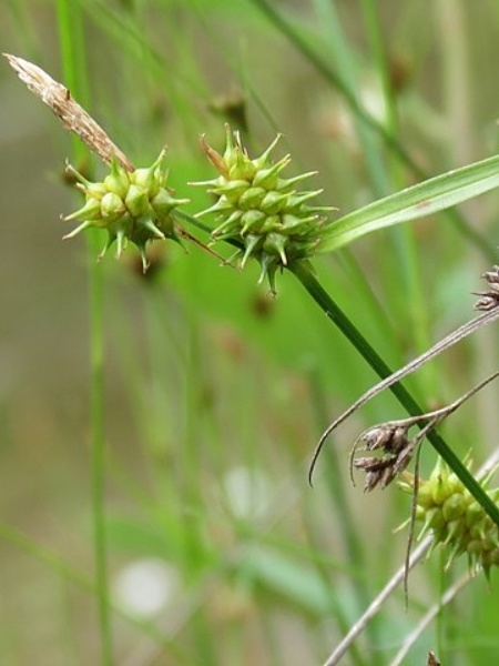 Image of Carex cryptolepis