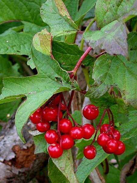 Image of Viburnum opulus var. americanum