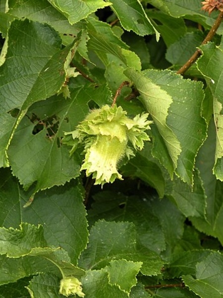 Image of Corylus americana