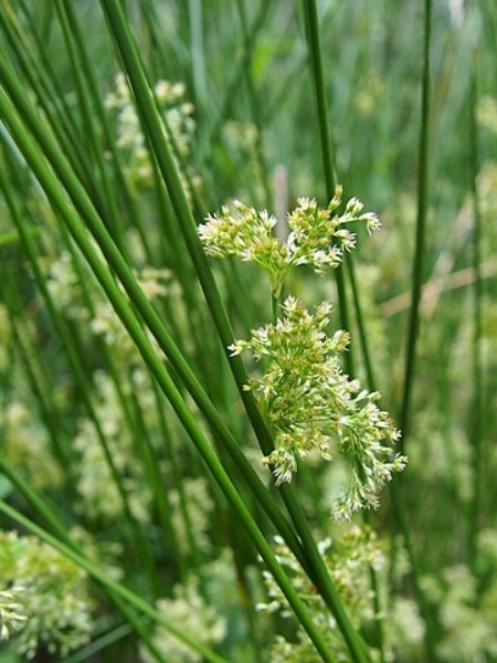 Image of Juncus effusus