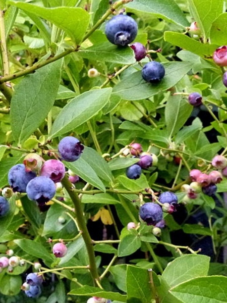 Image of Vaccinium corymbosum