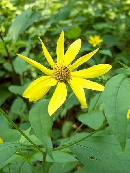 Image of Helianthus strumosus