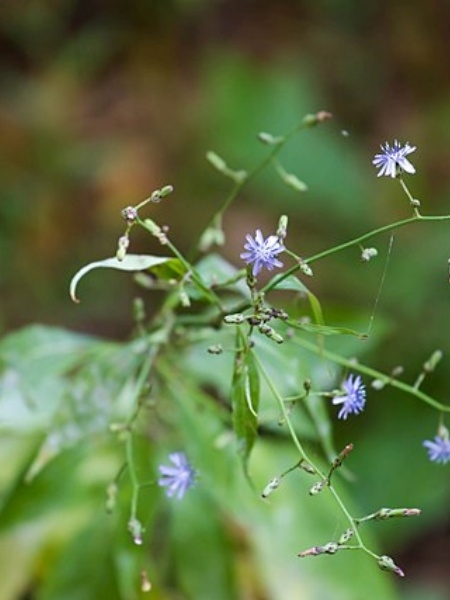 Image of Lactuca biennis