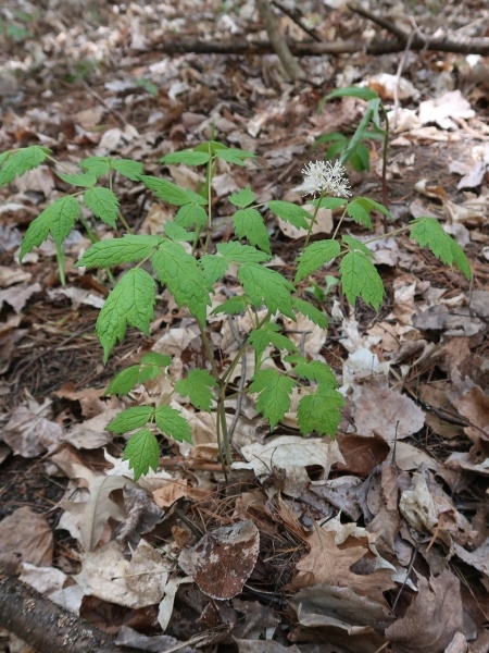 Image of Actaea pachypoda