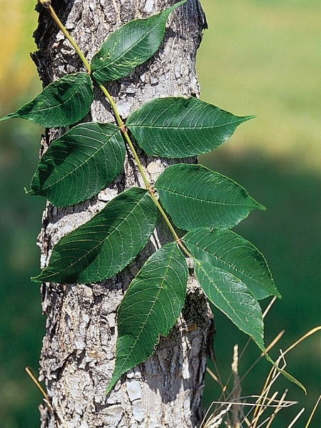 Image of Fraxinus nigra