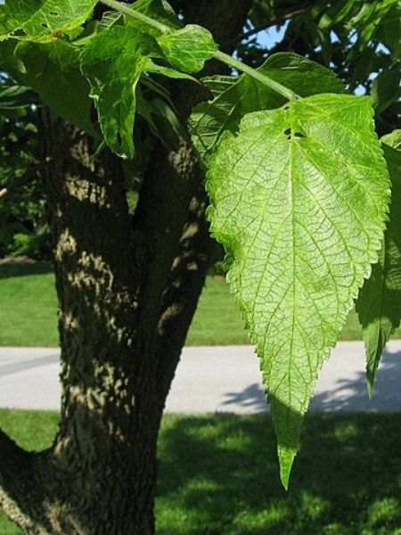 Image of Celtis occidentalis