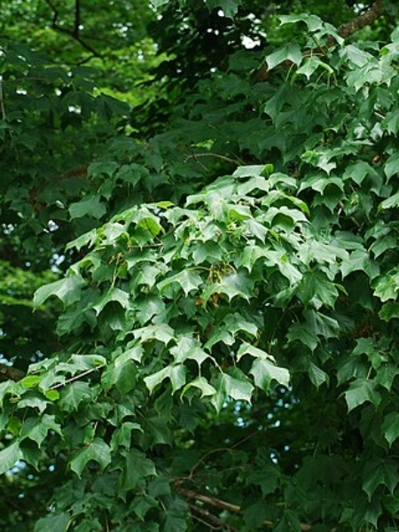 Image of Acer nigrum