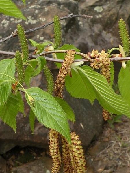 Image of Betula lenta