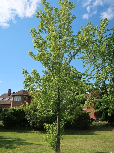 Image of Acer saccharum