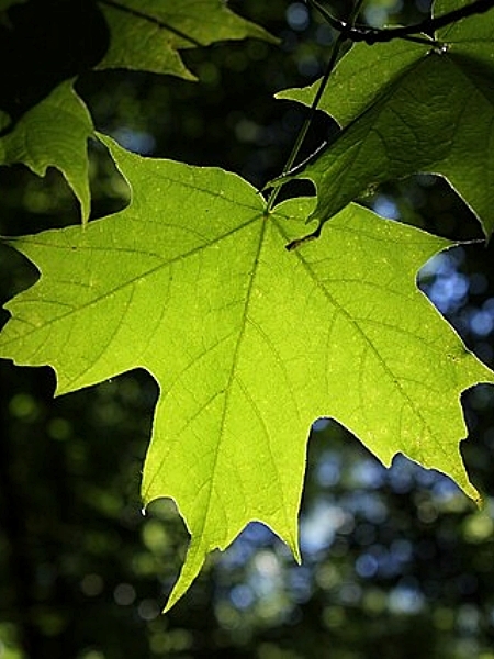 Image of Acer saccharum