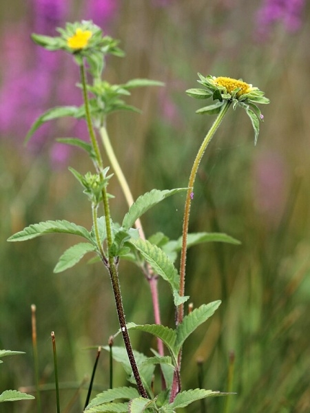 Image of Bidens vulgata