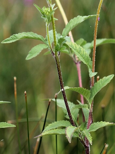 Image of Bidens vulgata