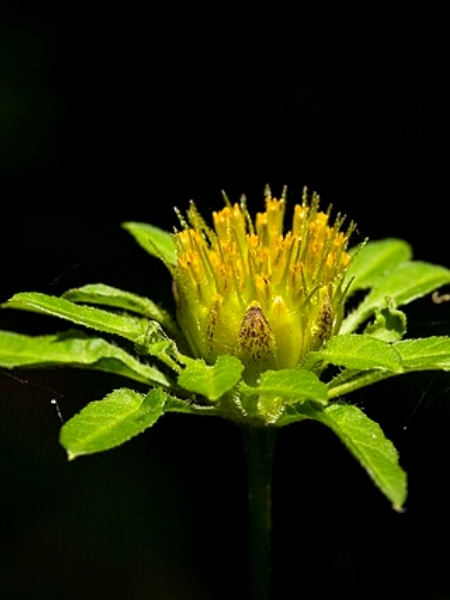 Image of Bidens vulgata