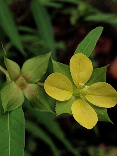 Image of Ludwigia alternifolia