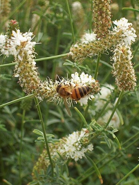 Image of Dalea candida